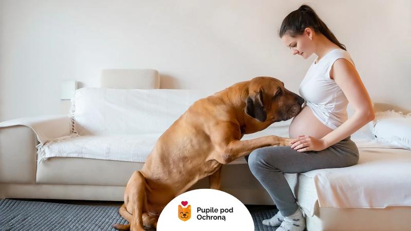 Czy to możliwe, że jestem w ciąży z psem? Sprawdź, co musisz wiedzieć