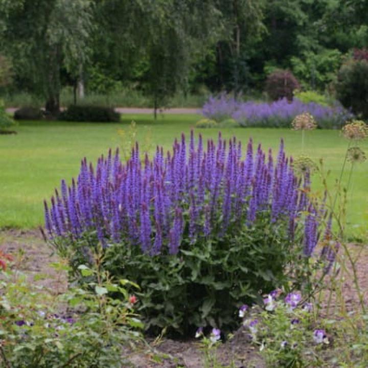 Bezpieczeństwo ziół w ciąży