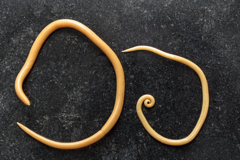 Glista ludzka u dzieci