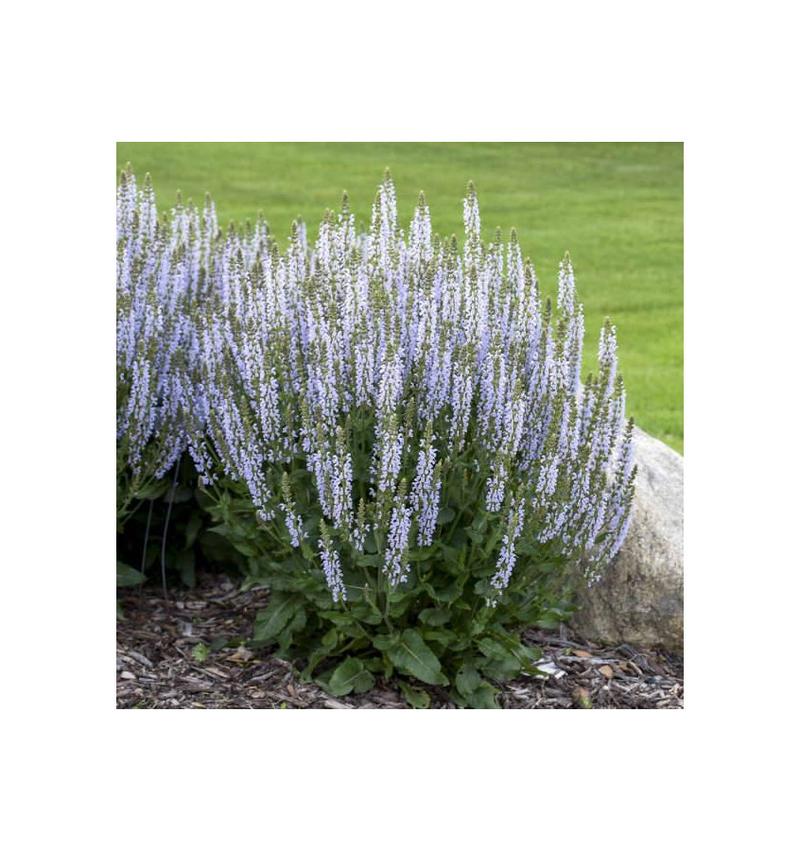 Hormonalna równowaga w ciąży