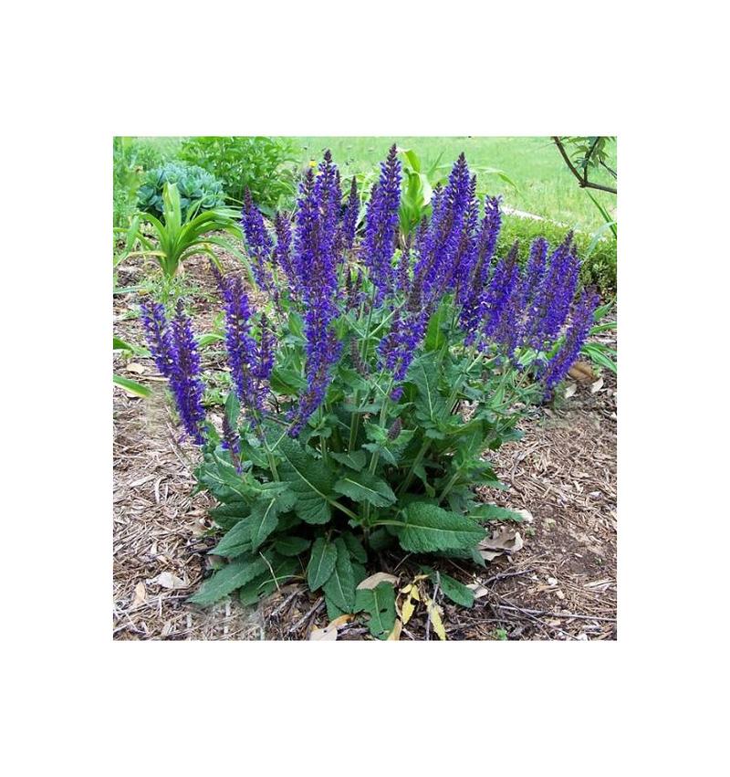 Korzyści zdrowotne szałwii