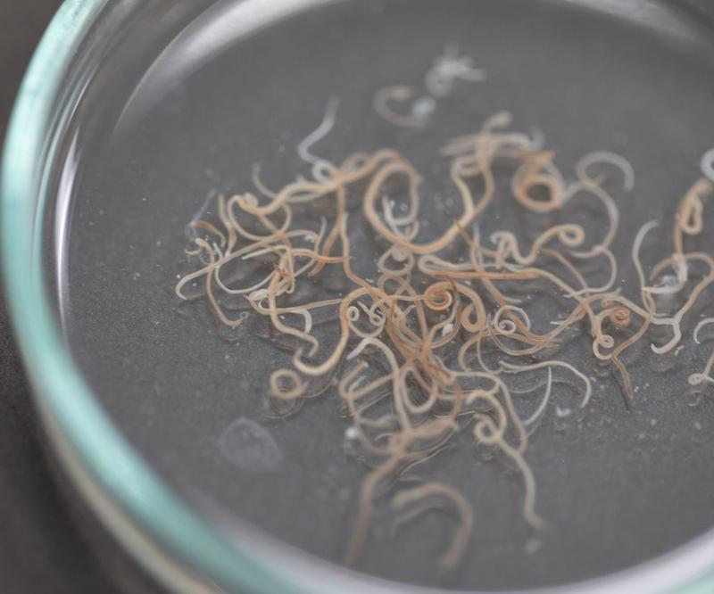 Leczenie glisty u dzieci