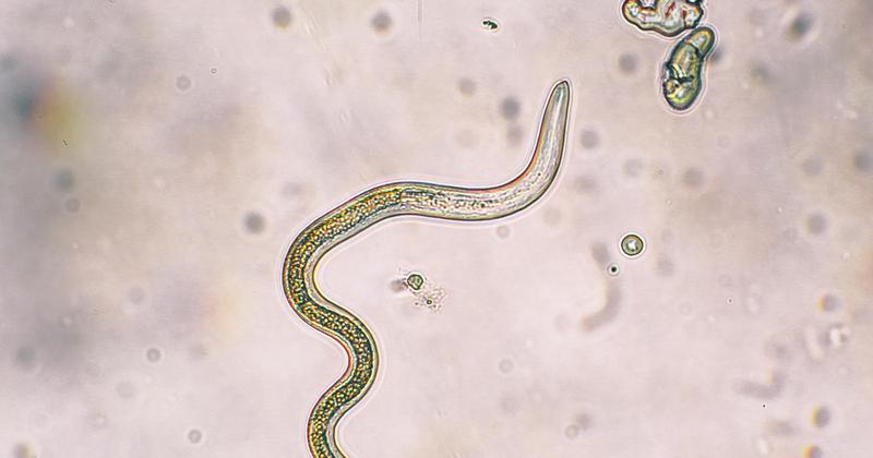 Leki przeciwpasożytnicze dla dzieci