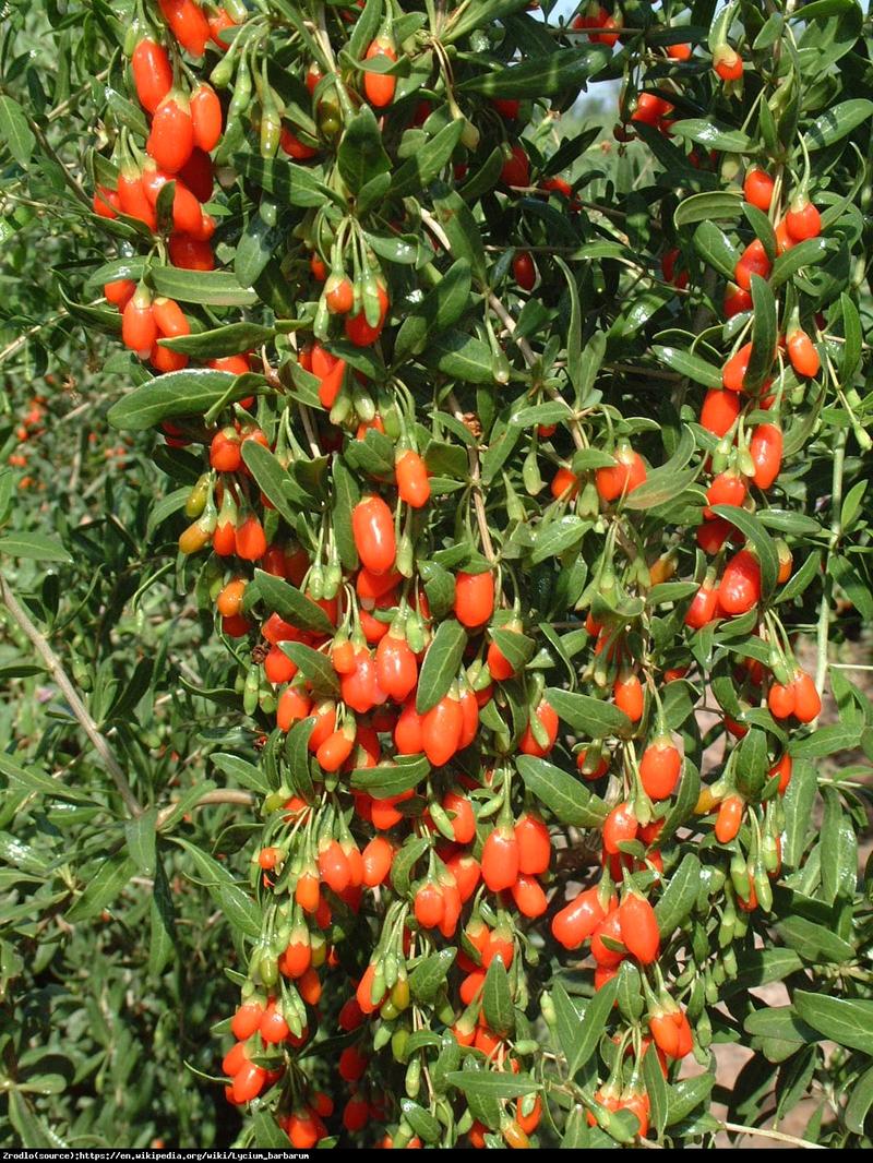 Zagrożenia związane z jedzeniem goji w ciąży