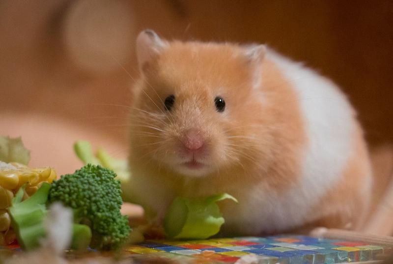 Żywienie karmiącej samicy chomika