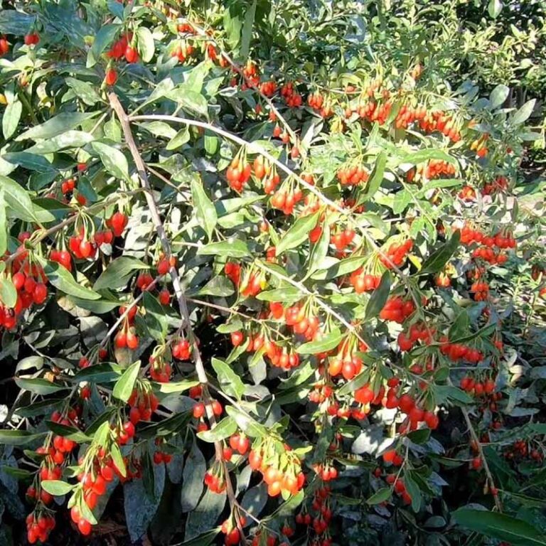 Bezpieczne spożycie jagód goji w ciąży – co warto wiedzieć?