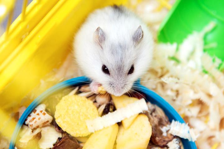 Jak dbać o dietę chomika po porodzie? Sprawdź, czym go karmić!