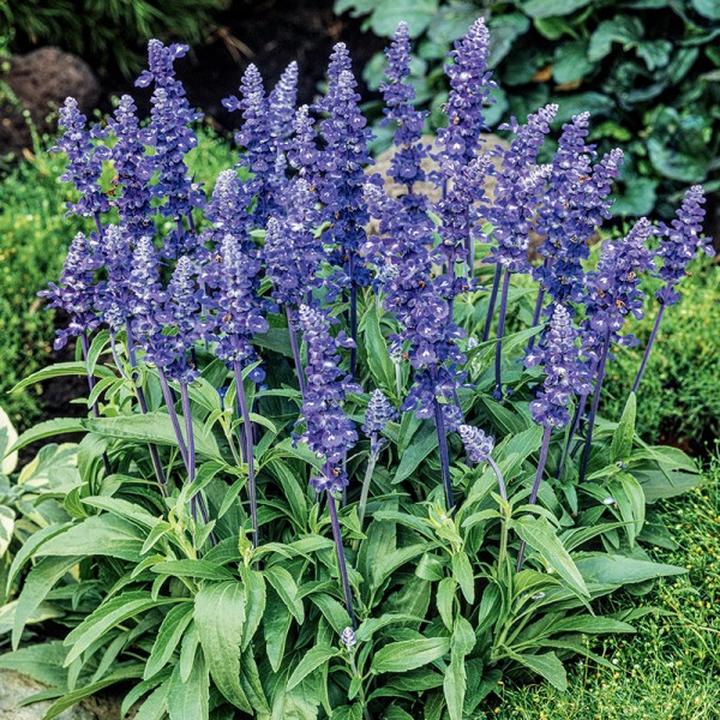 Szałwia a ciąża: co warto wiedzieć przed sięgnięciem po tę ziołową herbatę?