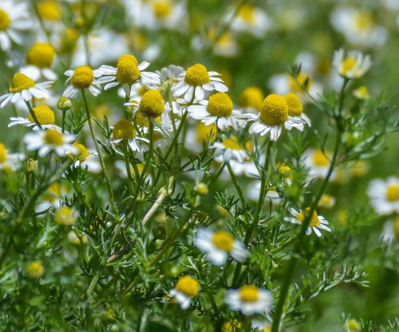 Właściwości zdrowotne rumianku