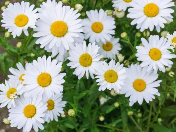 Ziołowe napary w ciąży