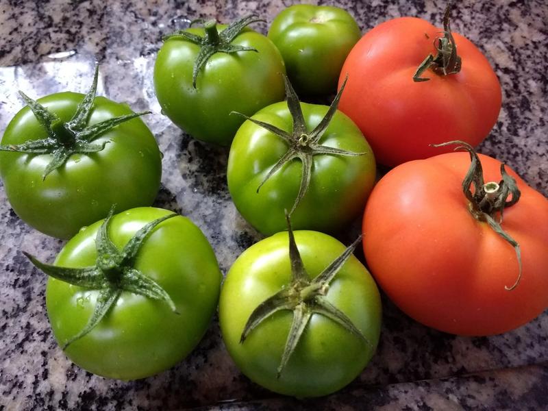 Pomidory dla mam karmiących