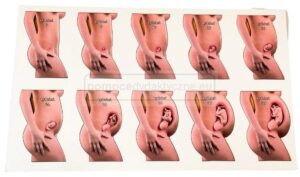 Ciąża a brak miesiączki po porodzie – co warto wiedzieć?