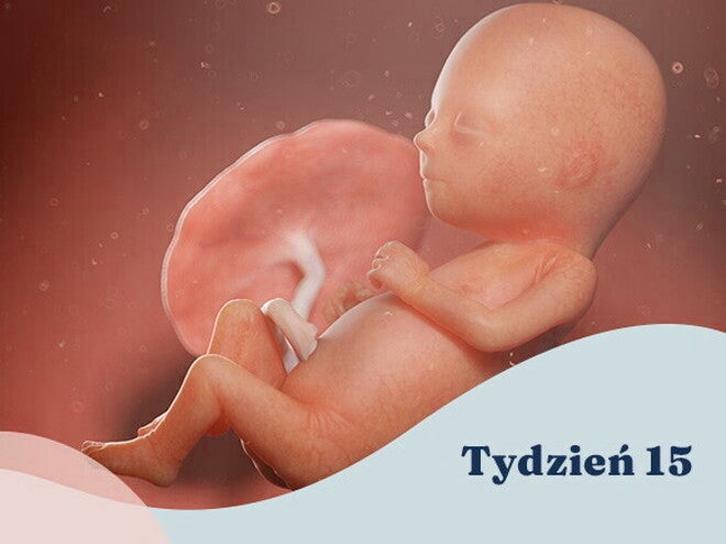Ciąża 15 tydzień