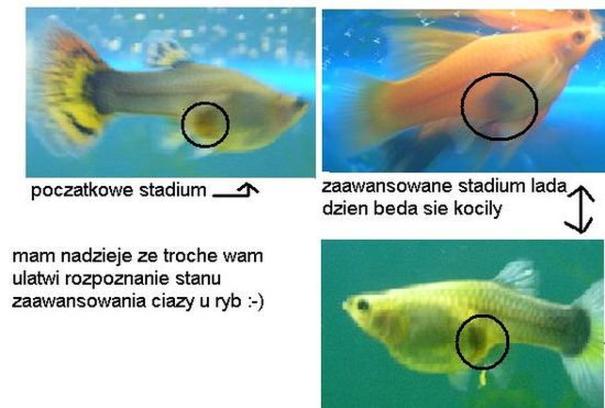 Znaczenie diety dla ryb