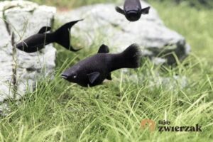 Jak rozpoznać czy ryba jest w ciąży — praktyczny przewodnik dla akwarystów